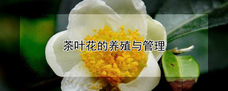 茶叶花的养殖与管理（茶叶花的养殖与管理视频）