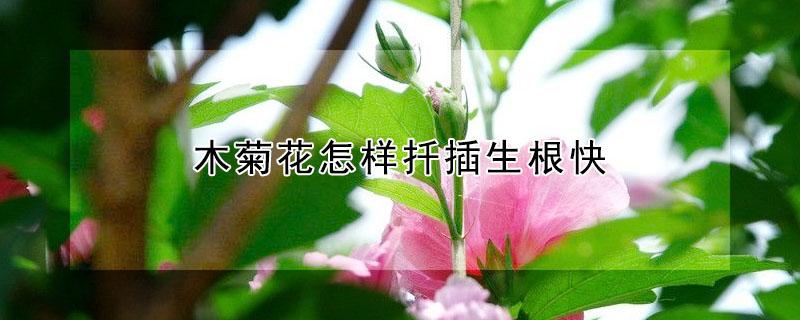 木菊花怎样扦插生根快 木菊花怎样扦插生根快一点