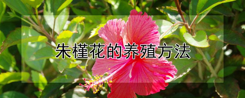 朱槿花的养殖方法 朱槿花的养殖方法和注意事项