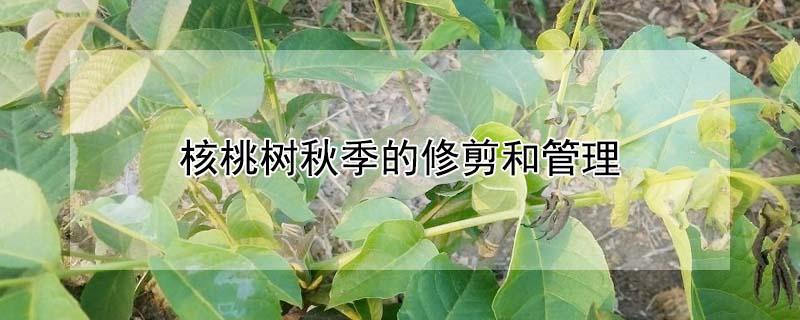 核桃树秋季的修剪和管理 核桃树秋季的修剪和管理方法