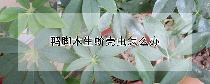 鸭脚木生蚧壳虫怎么办（鸭脚木上长介壳虫怎么办呢）