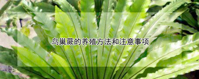 鸟巢蕨的养殖方法和注意事项 鸟巢蕨的养殖方法和注意事项温度和浇水时间