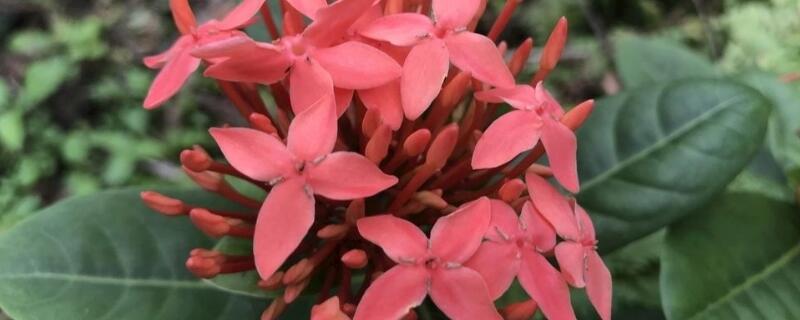 龙船花怎样催花（龙船花怎么培育）