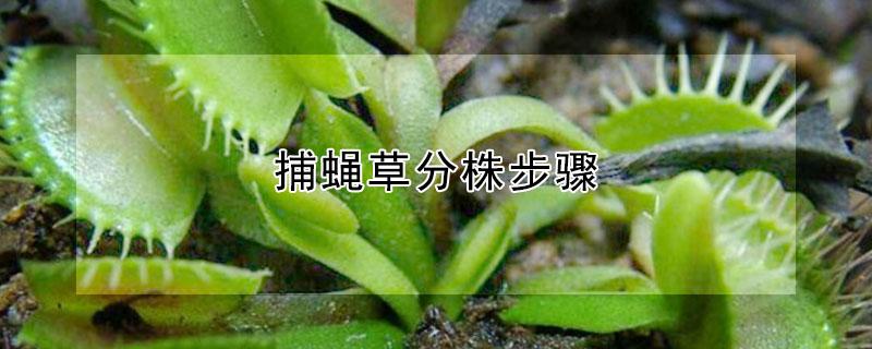 捕蝇草分株步骤（捕蝇草分株了怎么办视频）