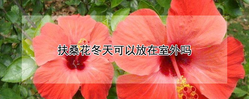 扶桑花冬天可以放在室外吗（扶桑花冬天可以放在室外吗视频）