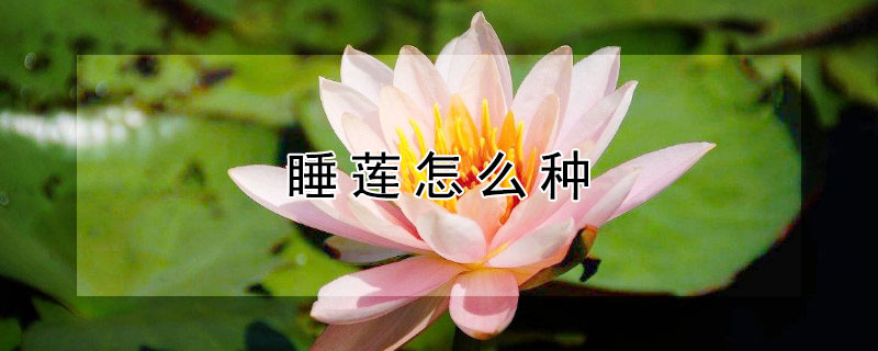 睡莲怎么种（睡莲怎样种植视频）