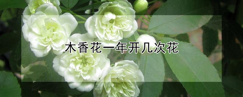 木香花一年开几次花（木香花一年开几次,每次花期都有多长?）