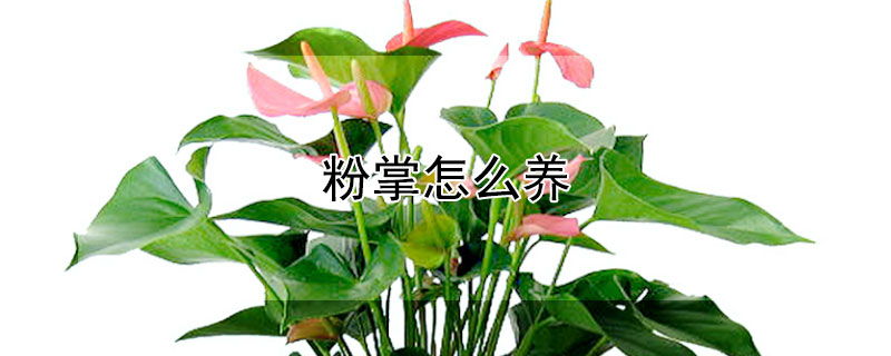 粉掌怎么养（粉掌怎么养才能开花更旺盛）