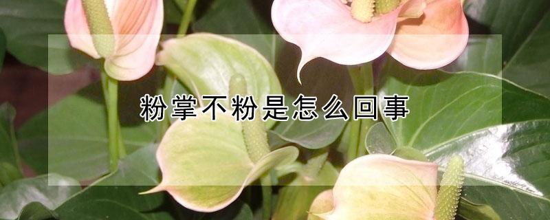 粉掌不粉是怎么回事（粉掌不长新叶怎么回事）