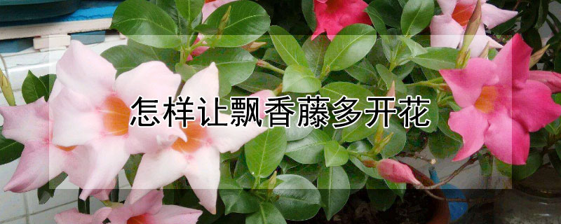 怎样让飘香藤多开花 怎样让飘香藤多开花快一点