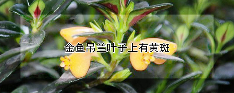 金鱼吊兰叶子上有黄斑（金鱼吊兰叶片上有黄斑）