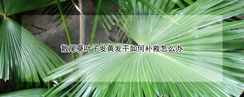 散尾葵叶子发黄发干如何补救怎么办 刚买的散尾葵叶子发黄发干如何补救怎么办