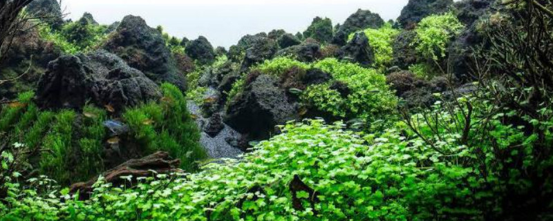 吸水石上怎么养珍珠草 吸水石怎样种植珍珠草