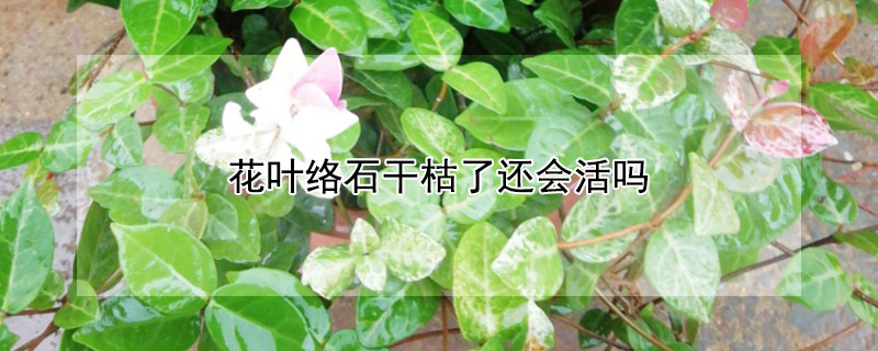 花叶络石干枯了还会活吗 花叶络石干枯了还会活吗图片