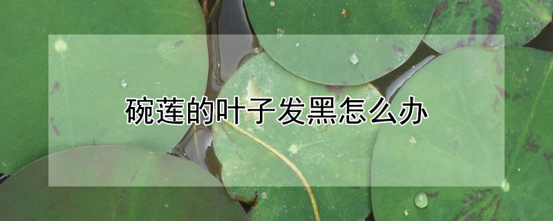 碗莲的叶子发黑怎么办 碗莲的叶子发黑了是怎么回事