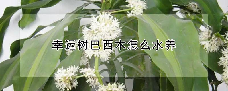 幸运树巴西木怎么水养（幸运树巴西木怎么水养好看）