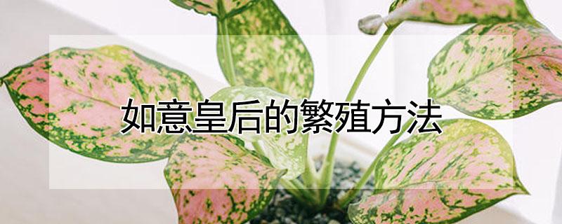 如意皇后的繁殖方法 如意皇后花的养殖方法和注意事项