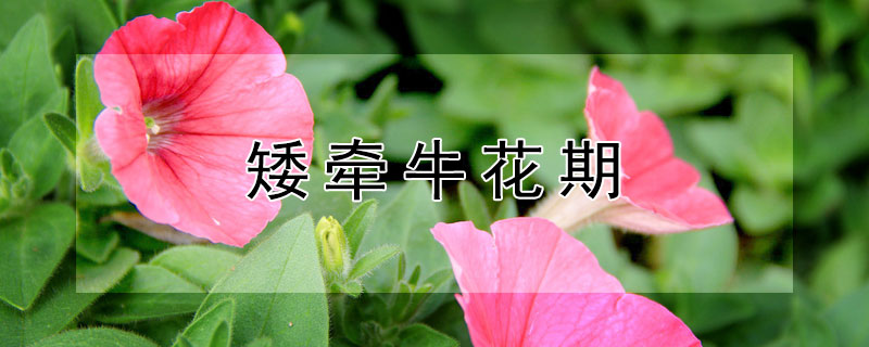 矮牵牛花期 矮牵牛花期是几月份