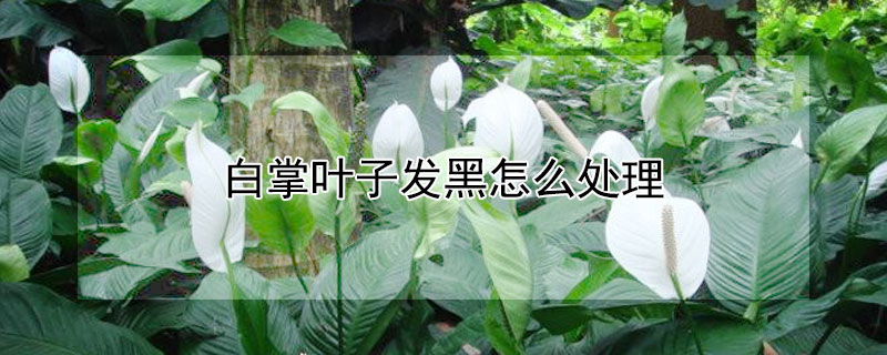 白掌叶子发黑怎么处理 白掌叶发黑了怎么救活