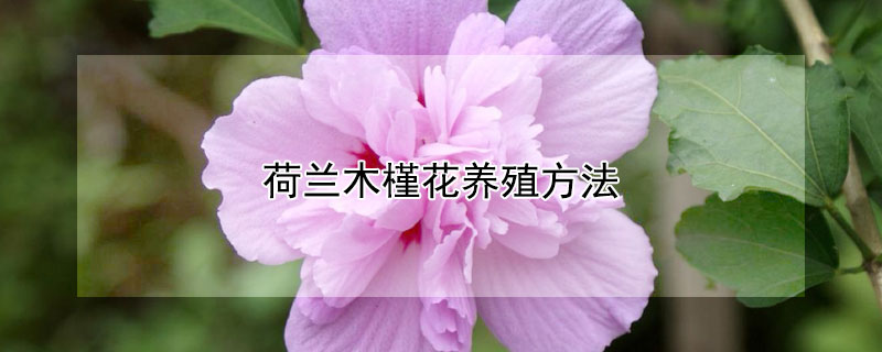 荷兰木槿花养殖方法（荷兰木槿花品种）