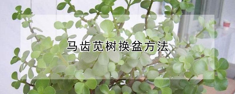 马齿苋树换盆方法 马齿苋树换盆方法图解