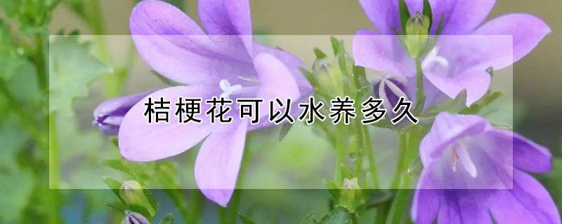 桔梗花可以水养多久（桔梗花在水里能养多久）