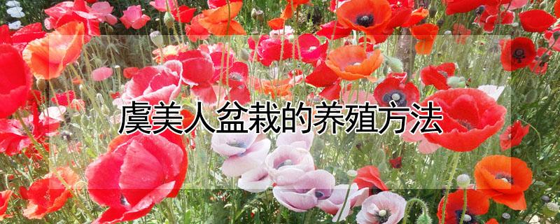 虞美人盆栽的养殖方法 虞美人盆栽的养殖方法和管理