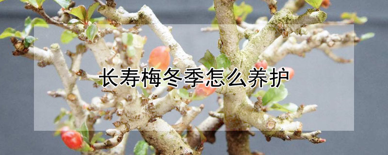 长寿梅冬季怎么养护 长寿梅冬季怎么养护和管理