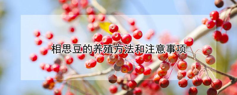 相思豆的养殖方法和注意事项（相思豆的种植方法和时间）