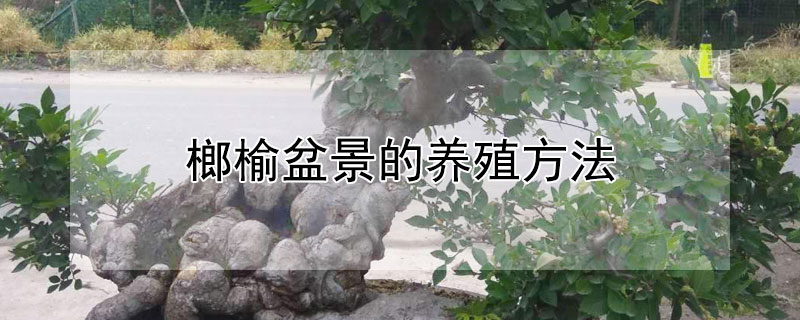 榔榆盆景的养殖方法 榔榆盆景的养殖方法与技术