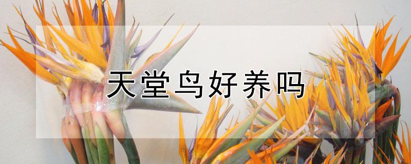 天堂鸟好养吗 天堂鸟好养吗?冬天过得起冬吗