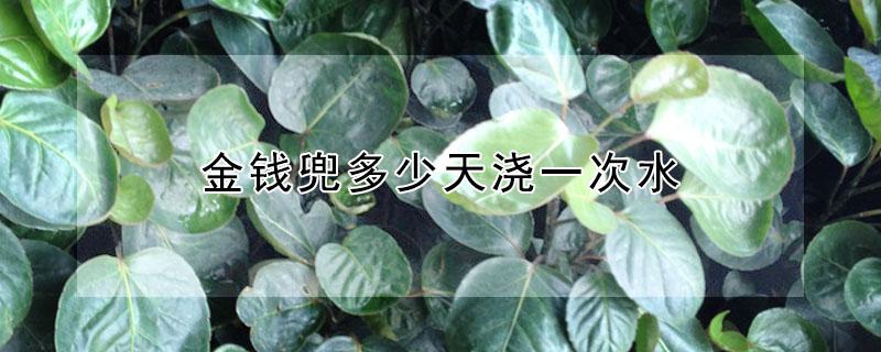 金钱兜多少天浇一次水（金钱兜多久浇一次水）