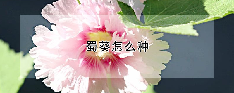 蜀葵怎么种（蜀葵怎么种植和养护方法）