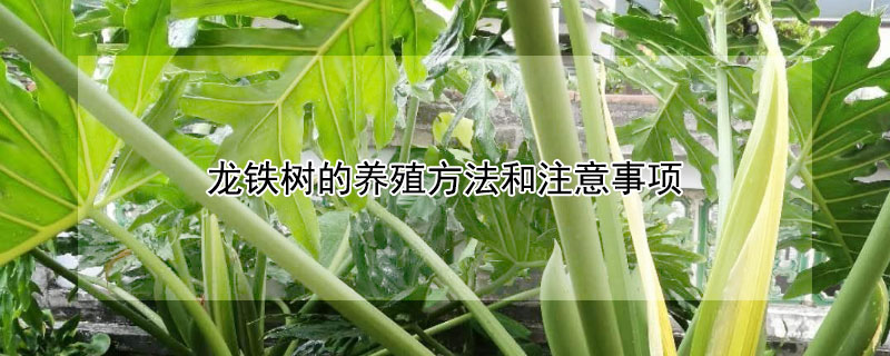 龙铁树的养殖方法和注意事项 龙铁树的养殖方法和注意事项千年木