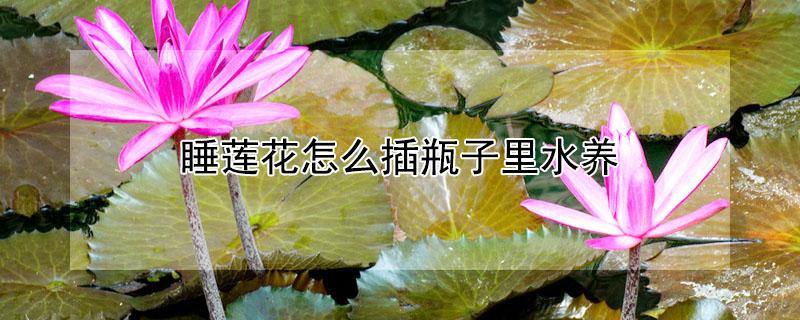 睡莲花怎么插瓶子里水养 睡莲怎样插在花瓶里