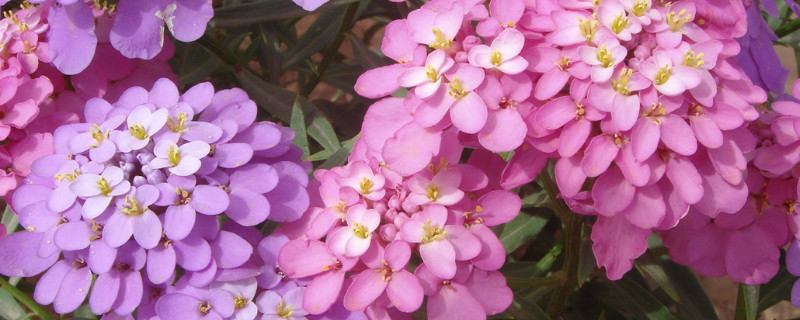蜂室花种子的种植方法 蜂室花种子的种植方法图片