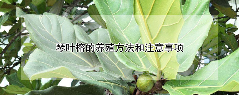 琴叶榕的养殖方法和注意事项（盆栽琴叶榕的养殖方法和注意事项）