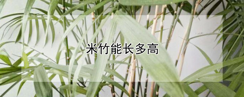 米竹能长多高 米竹能长多高多粗