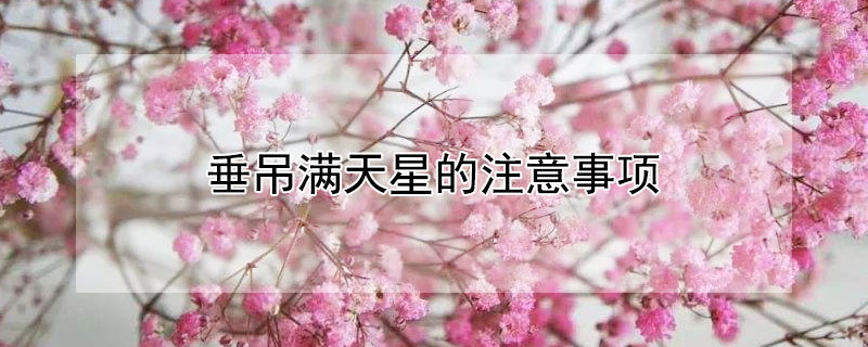 垂吊满天星的注意事项 垂吊植物适合装饰哪些室内空间