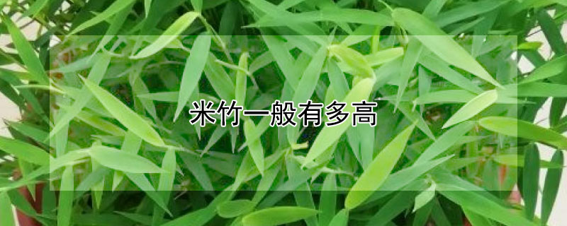 米竹一般有多高 米竹最高能长多高