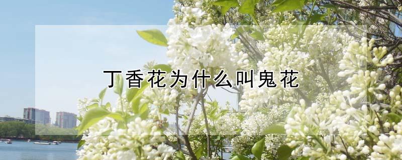 丁香花为什么叫鬼花 丁香花为什么叫鬼花dj