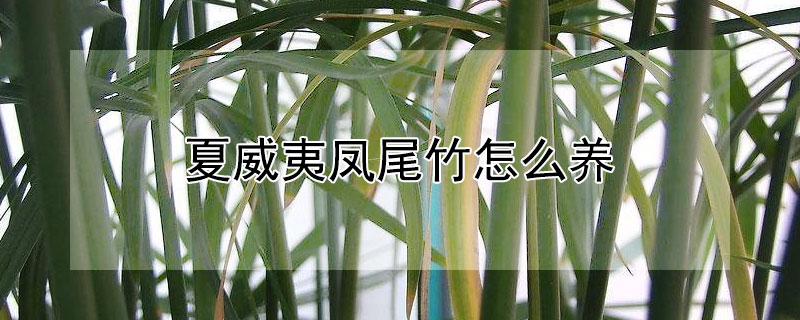 夏威夷凤尾竹怎么养（夏威夷凤尾竹怎么养护和浇水）