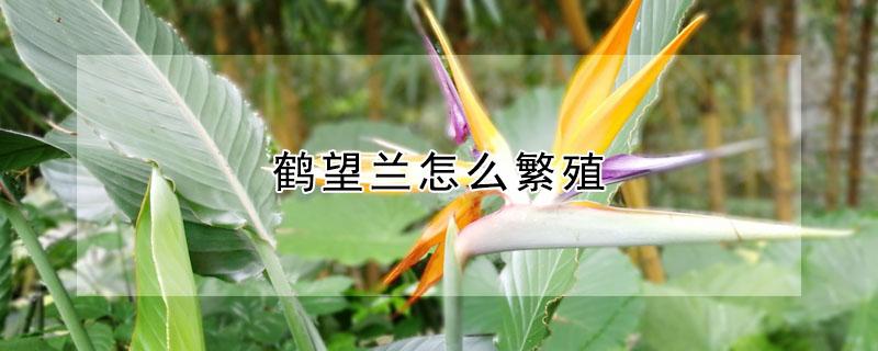 鹤望兰怎么繁殖（鹤望兰怎么养家庭养法）