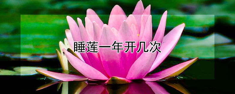 睡莲一年开几次（睡莲一年开几次花呀）