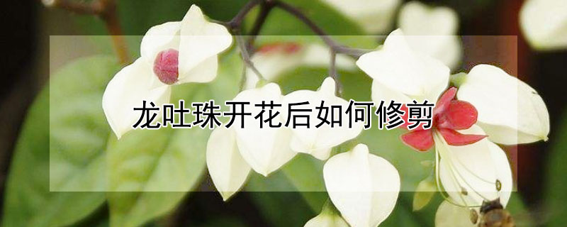 龙吐珠开花后如何修剪（龙吐珠开完花修剪视频）