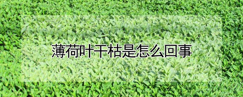 薄荷叶干枯是怎么回事 薄荷叶干枯是什么原因