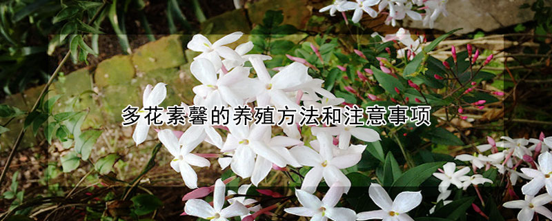 多花素馨的养殖方法和注意事项（多花素馨的风水禁忌）