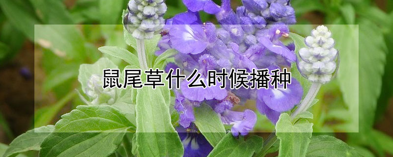 鼠尾草什么时候播种（鼠尾草什么时候播种最好）