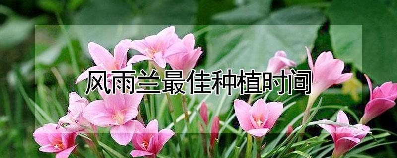 风雨兰最佳种植时间 风雨兰种球深埋还是浅埋