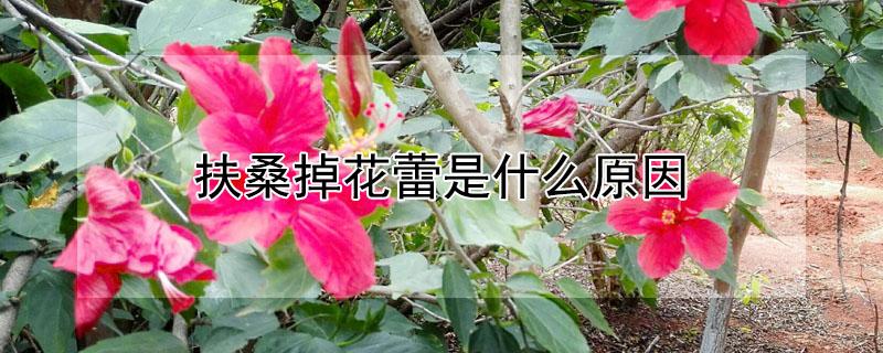 扶桑掉花蕾是什么原因 扶桑掉花蕾是什么原因引起的